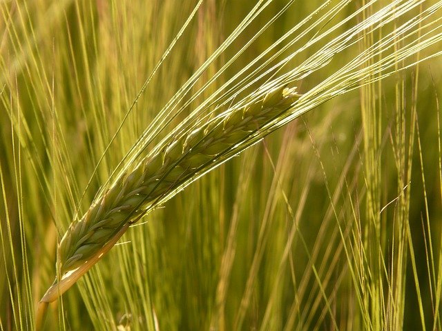 Barley Field