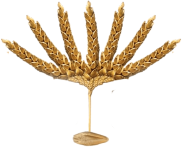 wheat spikes